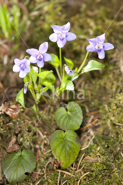 Bleeksporig bosviooltje (Viola riviniana)