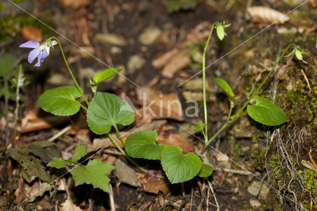 Common Dog-violet (Viola riviniana)