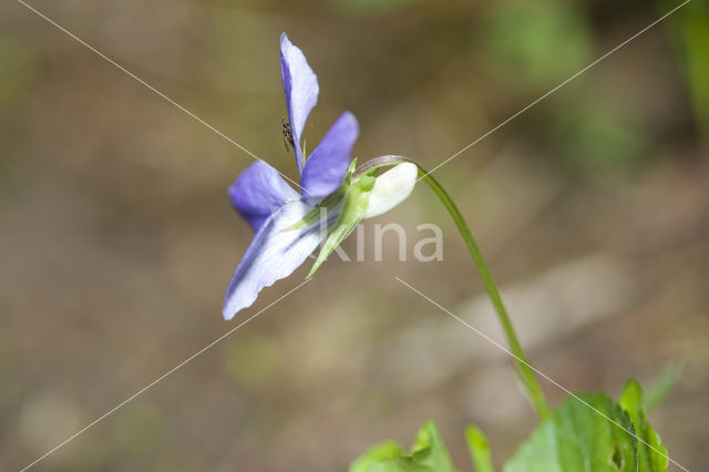 Bleeksporig bosviooltje (Viola riviniana)