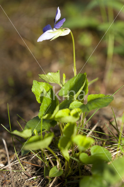 Common Dog-violet (Viola riviniana)