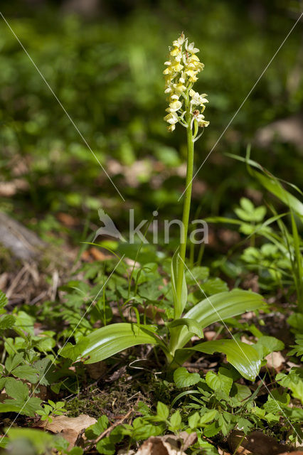 Bleke orchis (Orchis pallens)