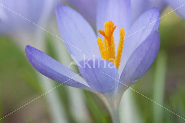 Early Crocus (Crocus tommasinianus)