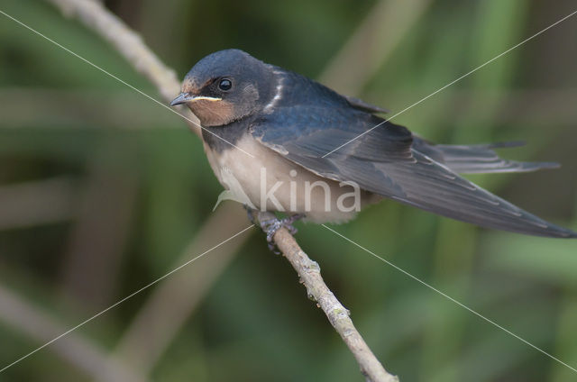 Boerenzwaluw (Hirundo rustica)