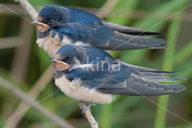 Barn Swallow (Hirundo rustica)