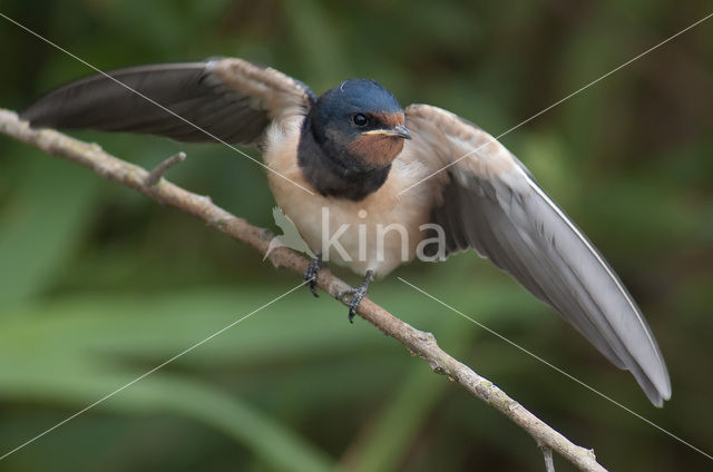 Boerenzwaluw (Hirundo rustica)