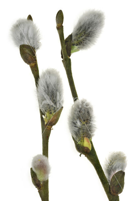 Pussy Willow