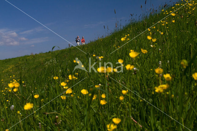 Buttercup (Ranunculus)