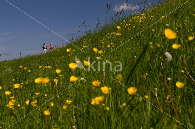 Buttercup (Ranunculus)