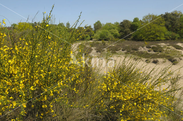 Broom (Cytisus scoparius)