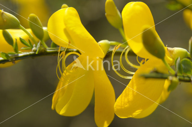 Brem (Cytisus scoparius)