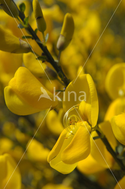 Broom (Cytisus scoparius)