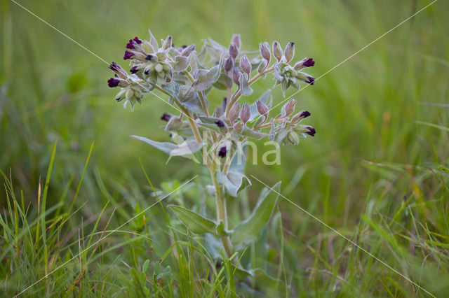 Monkswort (Nonea pulla)
