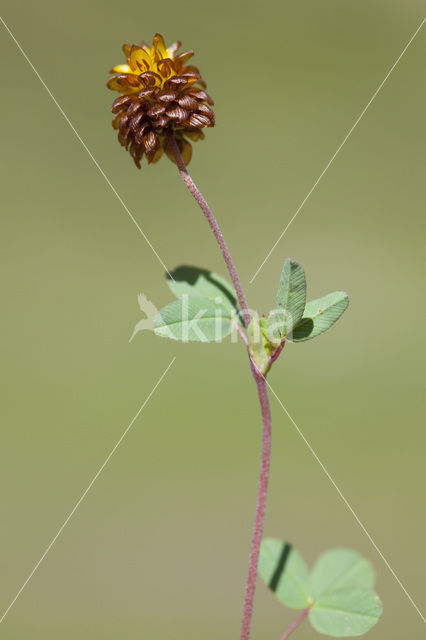 Bruine Alpenklaver (Trifolium badium)