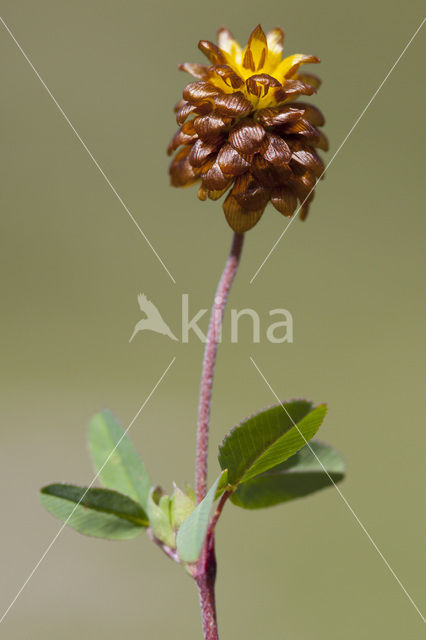 Bruine Alpenklaver (Trifolium badium)