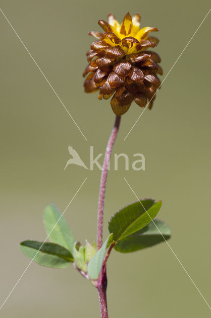 Brown Clover (Trifolium badium)