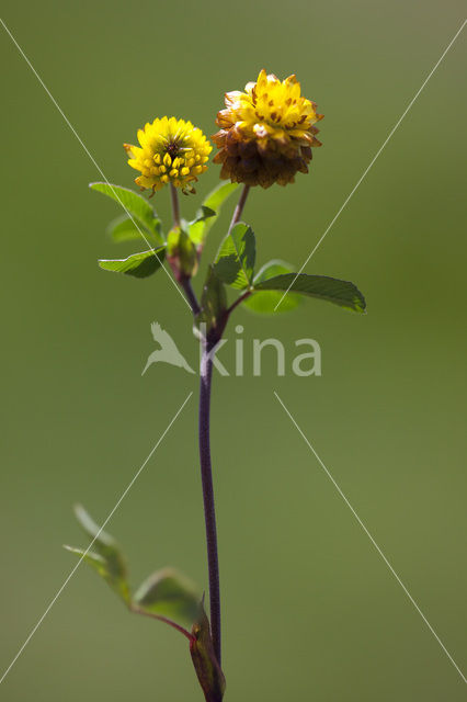 Bruine Alpenklaver (Trifolium badium)
