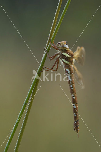 Bruine glazenmaker (Aeshna grandis)