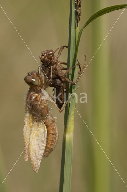 Bruine korenbout (Libellula fulva)