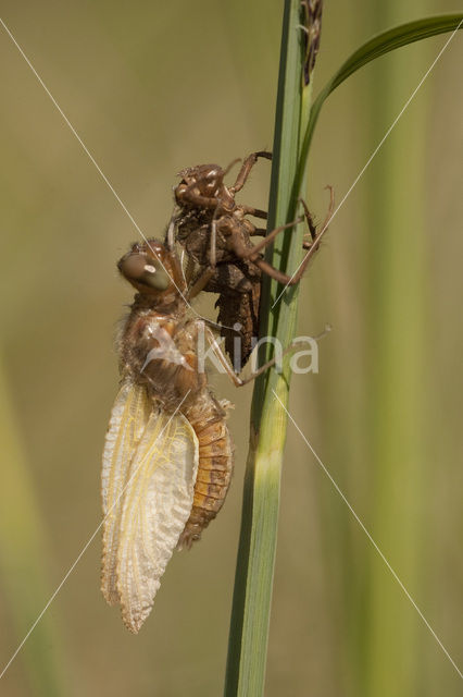 Bruine korenbout (Libellula fulva)