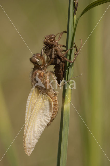 Bruine korenbout (Libellula fulva)