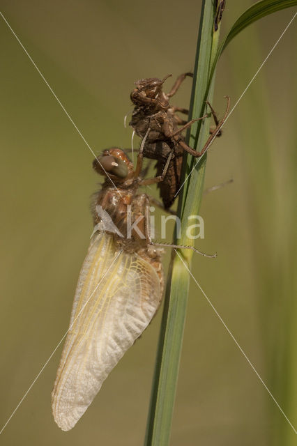 Scarce Chaser (Libellula fulva)