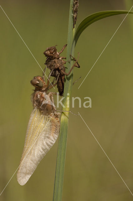 Bruine korenbout (Libellula fulva)