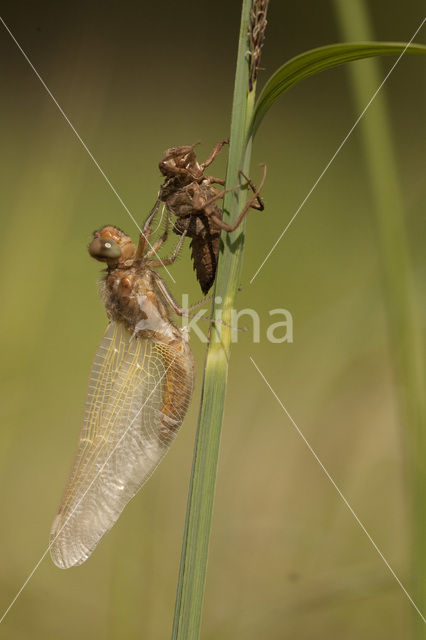 Bruine korenbout (Libellula fulva)