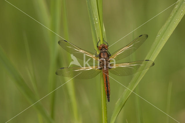 Bruine korenbout (Libellula fulva)