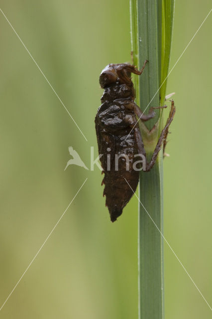 Bruine korenbout (Libellula fulva)