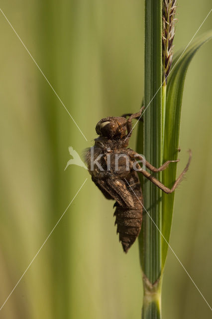 Bruine korenbout (Libellula fulva)