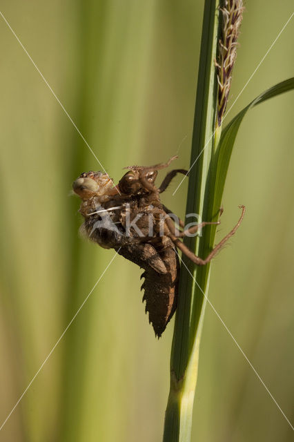 Bruine korenbout (Libellula fulva)