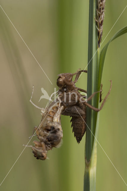 Bruine korenbout (Libellula fulva)