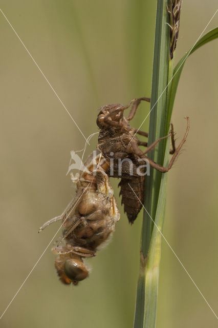 Bruine korenbout (Libellula fulva)