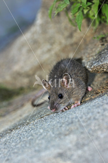 Bruine rat (Rattus norvegicus)