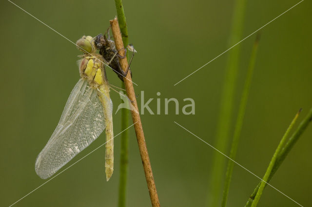 Bruinrode heidelibel (Sympetrum striolatum)