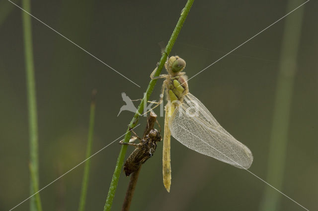 Bruinrode heidelibel (Sympetrum striolatum)