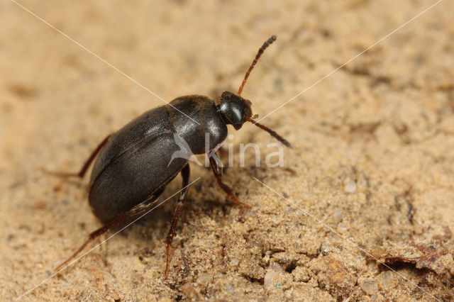 Catops fuliginosus