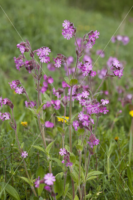 Red Campion (Silene dioica)