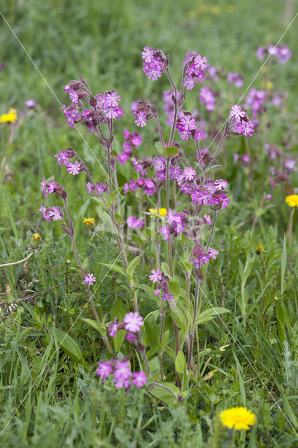 Dagkoekoeksbloem (Silene dioica)