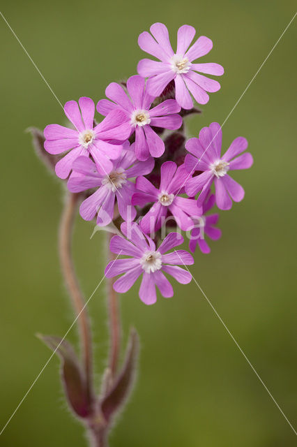 Red Campion (Silene dioica)