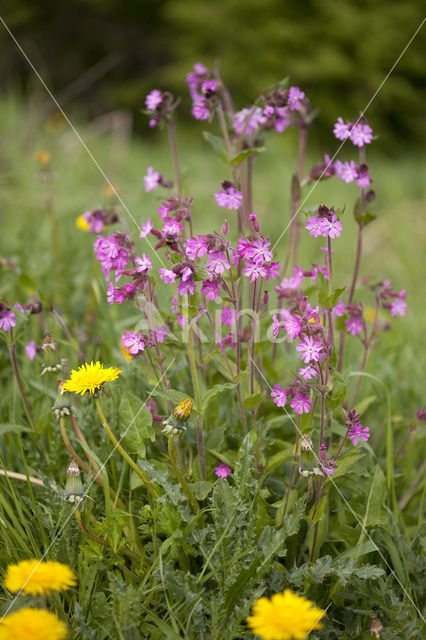 Red Campion (Silene dioica)