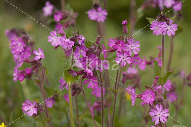 Red Campion (Silene dioica)