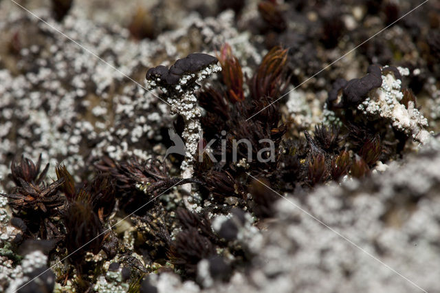Foam lichen (Stereocaulon condensatum)