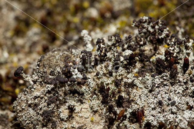 Foam lichen (Stereocaulon condensatum)