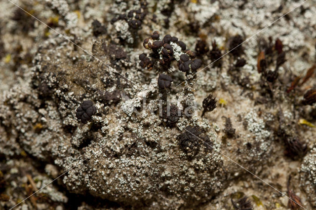 Foam lichen (Stereocaulon condensatum)
