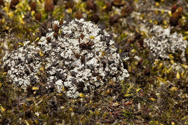 Foam lichen (Stereocaulon condensatum)