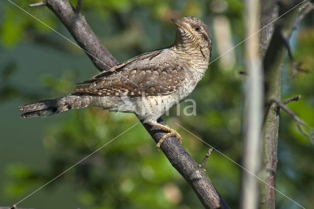 Eurasian Wryneck (Jynx torquilla)