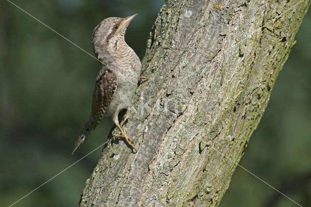 Eurasian Wryneck (Jynx torquilla)