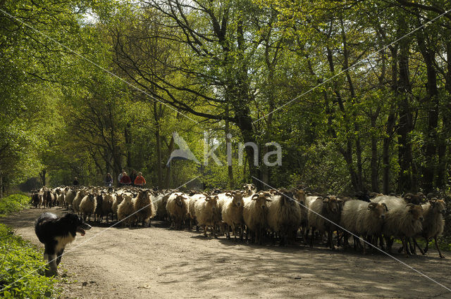 Drents heideschaap (Ovis domesticus)