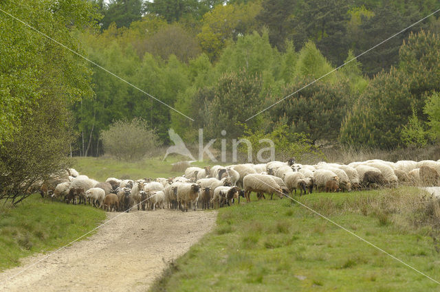 Drents heideschaap (Ovis domesticus)